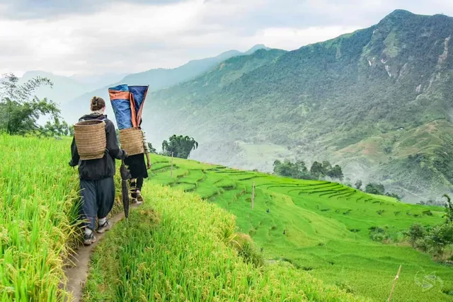 10 Days Barsey Rhododendron Sanctuary Trekking Tour